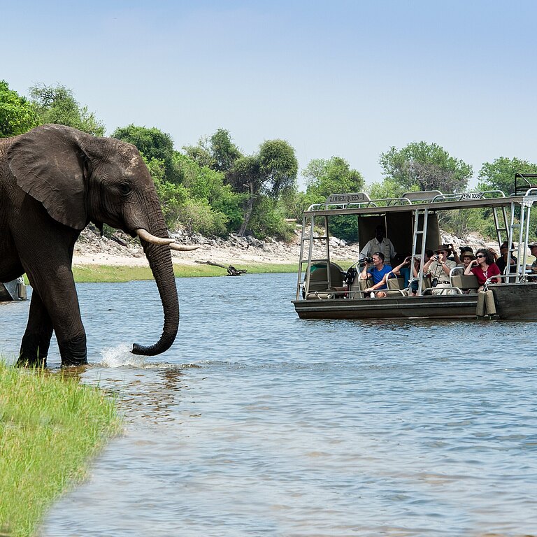 Zambezi_Queen-Game_cruise_mit_Elefant.jpg 